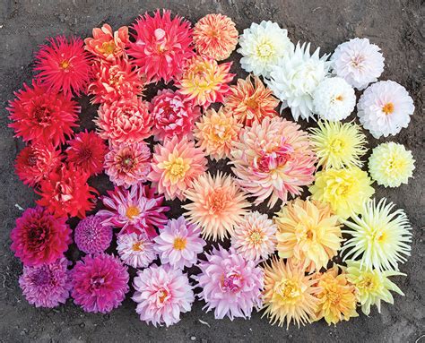 Transforming Your Outdoor Space with Dahlia Sculptures